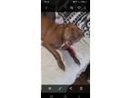 Adopt Cammie a Red/Golden/Orange/Chestnut Pit Bull Terrier / Mixed dog in