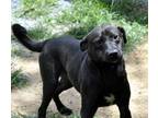 Adopt Alfonso a Black Mixed Breed (Medium) / Mixed dog in Siler City