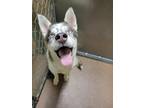 Adopt Feta a Gray/Silver/Salt & Pepper - with White Siberian Husky / Mixed dog