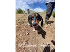Adopt Jake a Tricolor (Tan/Brown & Black & White) Basset Hound / Mixed dog in