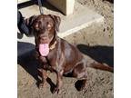 Adopt Charlize a Brown/Chocolate Labrador Retriever / Mixed dog in San Diego