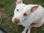 Adopt Amara a White - with Red, Golden, Orange or Chestnut Pit Bull Terrier /