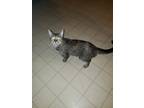 Adopt Rosie a Brown Tabby Domestic Shorthair (short coat) cat in Fayetteville