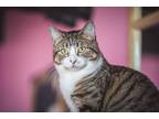 Adopt Rhea a Brown Tabby Domestic Shorthair (short coat) cat in Woodland Hills
