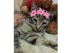 Adopt Bengal kittens mixed a Spotted Tabby/Leopard Spotted Bengal (medium coat)