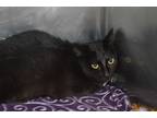 Adopt Tippy a All Black Domestic Shorthair (short coat) cat in House Springs