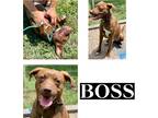 Adopt BOSS a Brown/Chocolate Labrador Retriever / Pit Bull Terrier / Mixed dog