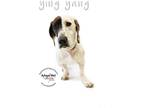 Adopt Ying Yang a White - with Black Catahoula Leopard Dog / Basset Hound /