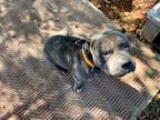 Adopt Chopper a Gray/Blue/Silver/Salt & Pepper American Pit Bull Terrier / Mixed
