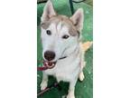 Adopt STAR a Red/Golden/Orange/Chestnut - with White Siberian Husky / Mixed dog