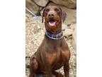 Adopt Dino a Brown/Chocolate - with Tan Doberman Pinscher / Mixed dog in