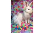 Adopt Haven & Gavin a White Other/Unknown / Mixed (short coat) rabbit in lake