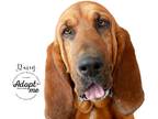 Adopt Daisy a Red/Golden/Orange/Chestnut Bloodhound / Mixed dog in Acton