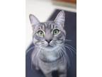 Adopt Fuzzy Wuzzy a Gray, Blue or Silver Tabby Domestic Shorthair (short coat)