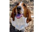 Adopt Bo Woods a Tricolor (Tan/Brown & Black & White) Basset Hound / Mixed dog