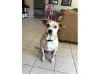 Adopt Buddy a Tan/Yellow/Fawn Pit Bull Terrier / German Shepherd Dog / Mixed dog