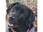 Adopt Ellie a Black Labrador Retriever / Mixed dog in Corinth, TX (28654429)