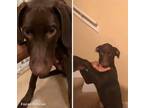 Adopt Duke a Brown/Chocolate Doberman Pinscher / Mixed dog in Crenshaw