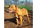 Adopt Sugar loaf a Pit Bull Terrier
