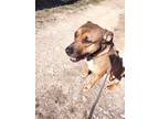 Adopt Scooby a Brown/Chocolate - with Black Black Mouth Cur / Mixed dog in