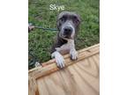Adopt Skye a Gray/Silver/Salt & Pepper - with White American Staffordshire