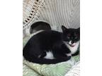 Adopt Oakley a Black & White or Tuxedo Domestic Shorthair (short coat) cat in