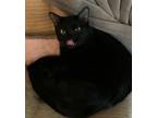 Adopt Taryn a All Black Domestic Shorthair (short coat) cat in Pearland