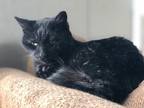 Adopt MERRIN a Domestic Shorthair / Mixed (short coat) cat in Hartville