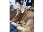 Adopt Cheddar a Calico or Dilute Calico Domestic Shorthair / Mixed cat in
