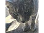 Adopt Frank a Gray, Blue or Silver Tabby Domestic Shorthair (medium coat) cat in