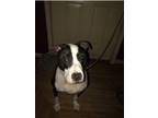 Adopt Rocky a Black - with White American Pit Bull Terrier / Mixed dog in