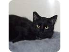 Adopt Tippy a All Black Domestic Shorthair (short coat) cat in New Martinsville