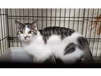 Adopt Tessa a White (Mostly) Domestic Shorthair (short coat) cat in New