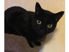 Adopt Onyx a All Black Domestic Shorthair (short coat) cat in Lauderhill