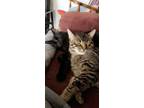 Adopt Niko and Milo a Tiger Striped Domestic Mediumhair / Mixed cat in