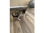 Adopt Lizzie a Spotted Tabby/Leopard Spotted Domestic Shorthair / Mixed (short