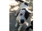 Adopt Mindy a White - with Black Blue Heeler / Mixed dog in Blanchard