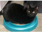 Adopt Alley a Bombay, Domestic Short Hair