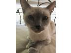 Adopt Judy Heumann - Polydactyl a Siamese