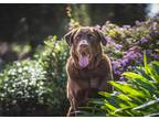 Adopt Rebel a Brown/Chocolate Labrador Retriever / Mixed dog in Woodland Hills