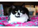 Adopt Pebbles a Black & White or Tuxedo Domestic Shorthair (short coat) cat in