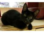 Adopt Chestnut a Domestic Short Hair