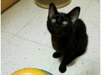 Adopt Hazel a Domestic Short Hair