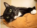 Adopt Porgy a Black & White or Tuxedo Domestic Shorthair (short coat) cat in Los