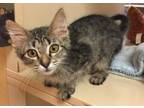 Adopt Darcy a Domestic Medium Hair