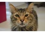 Adopt Serg a Brown Tabby Domestic Longhair (long coat) cat in House Springs