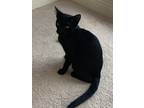 Adopt Panther a All Black Domestic Shorthair / Mixed (short coat) cat in Wylie