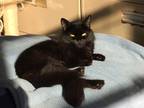 Adopt Kitty a All Black Domestic Longhair (long coat) cat in Marlton