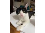 Adopt KNIGHTLY - Lovable Braveheart a Black & White or Tuxedo Domestic Shorthair