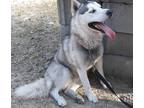 Adopt Champ a Black - with Gray or Silver Siberian Husky / Pomeranian / Mixed